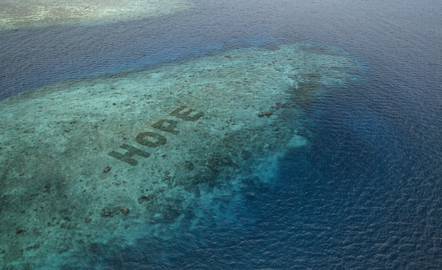 Hope Reef Coral Restoration Project