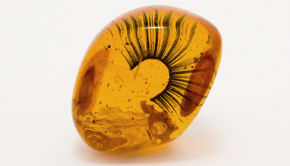 Relics Fossilized False Eyelashes by The Glue Society